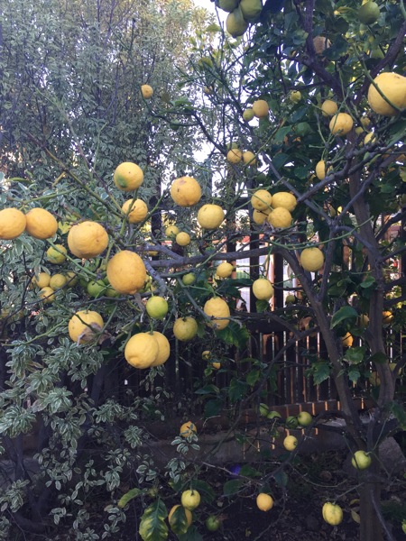 Lemon tree