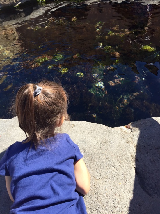 Tide pools