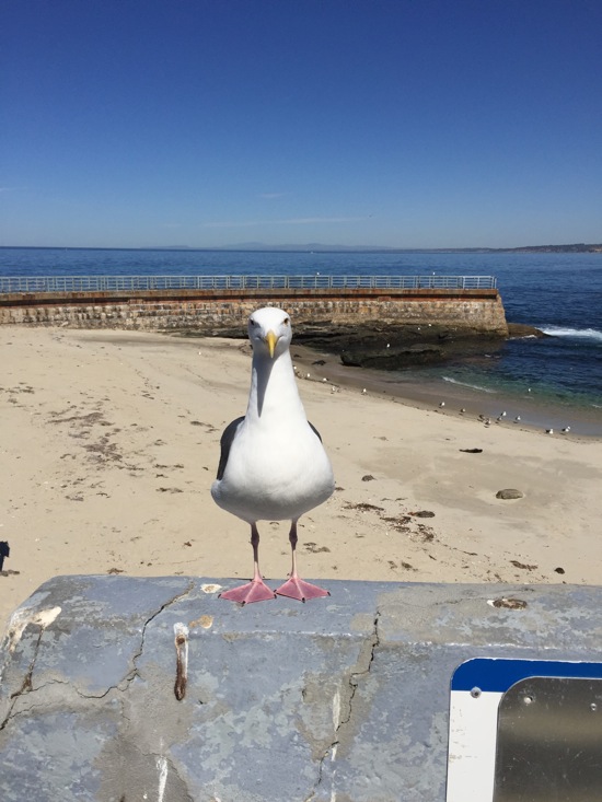 Toughseagull