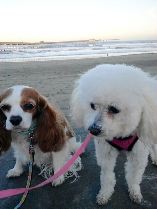 Beachin dogs