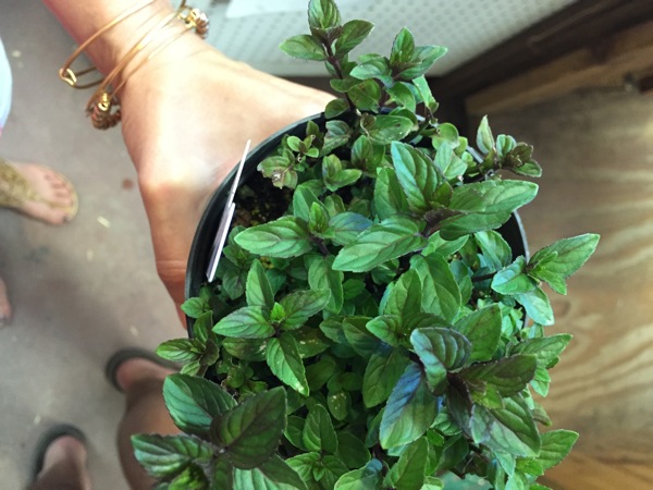 Mint plant