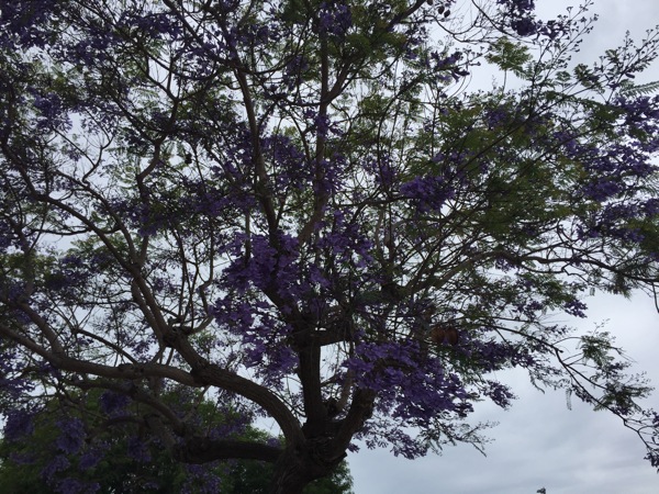 More purple trees