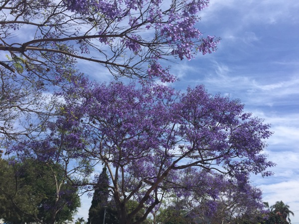 Purple trees