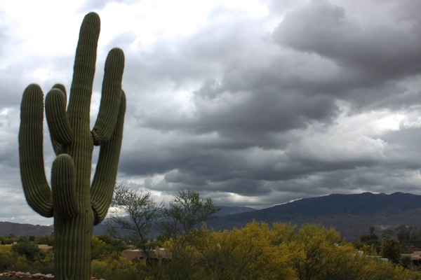 Saguaro  1 of 1