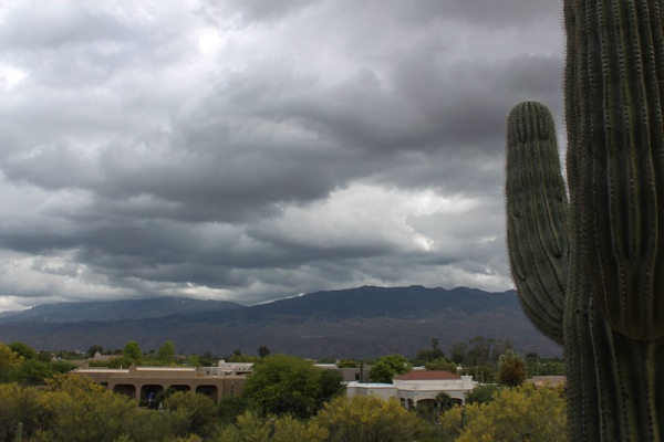 Saguaro  1 of 1