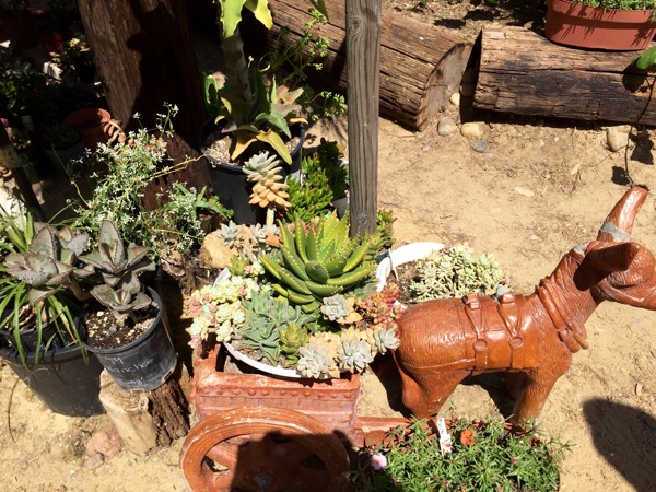 Succulentanddonkey