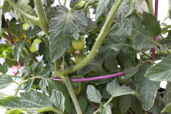 Tomatoes growing  1 of 1