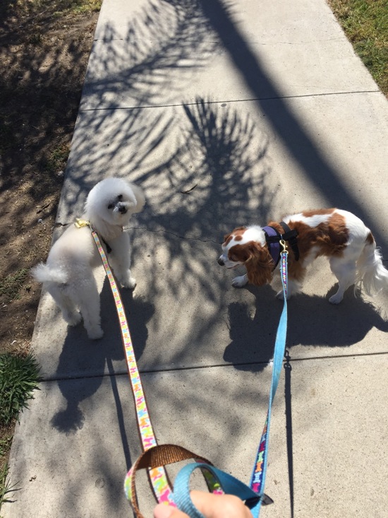 Walking the nuggets