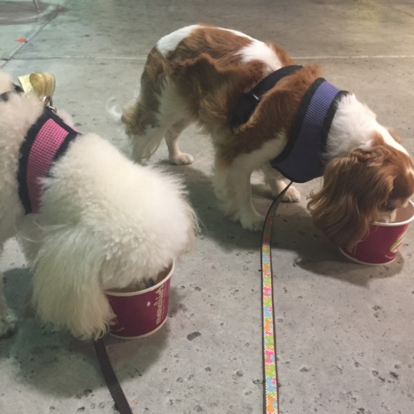 Dogs at menchies