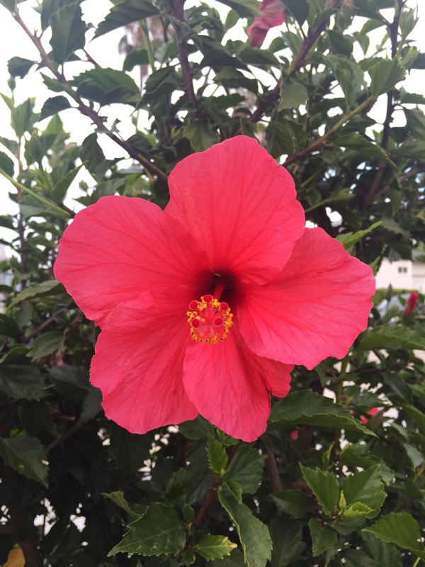 Hibiscus