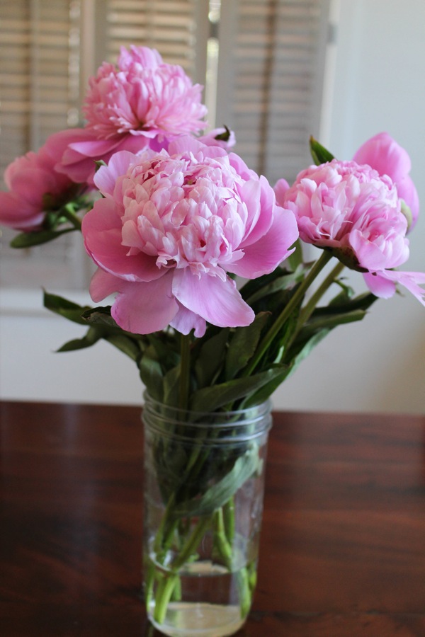 Peonies  1 of 1 2