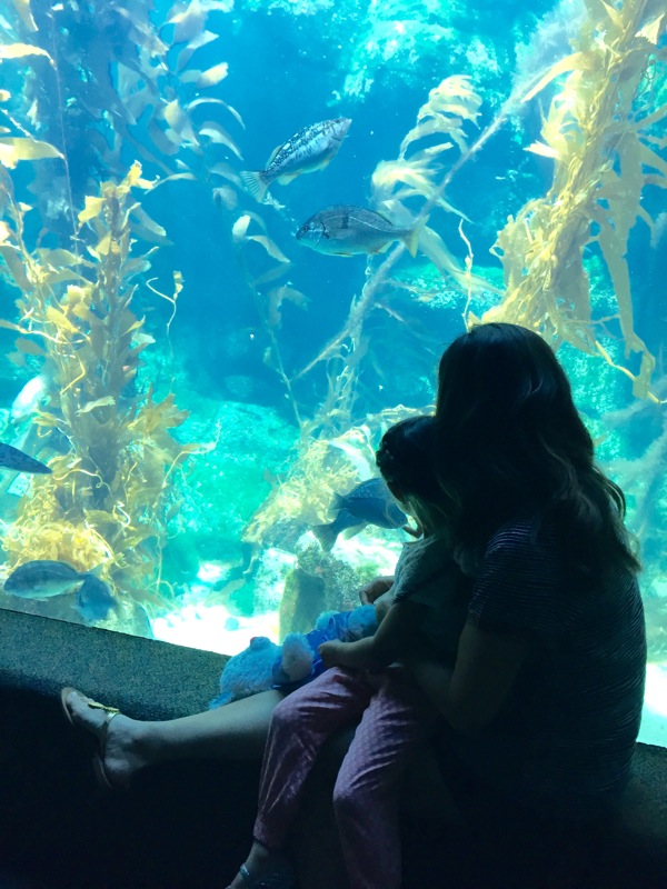 Aquarium with liv