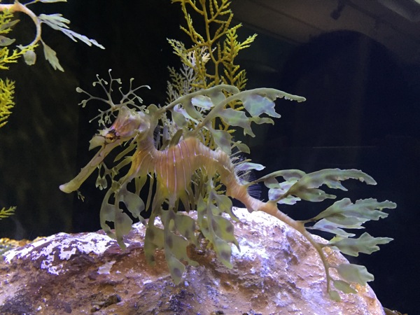 Leafy seadragon