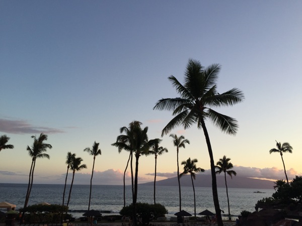 Palms and sunset