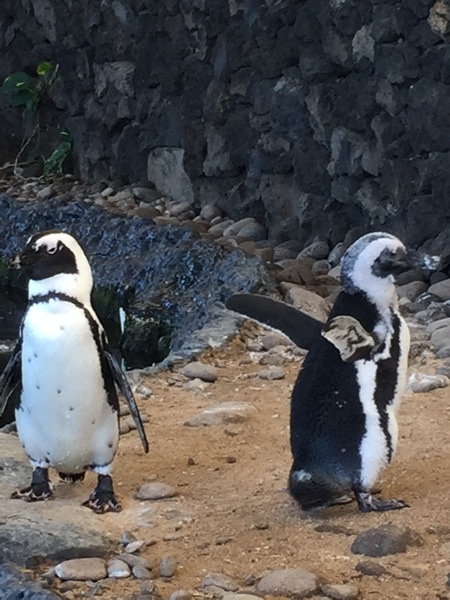 Penguins