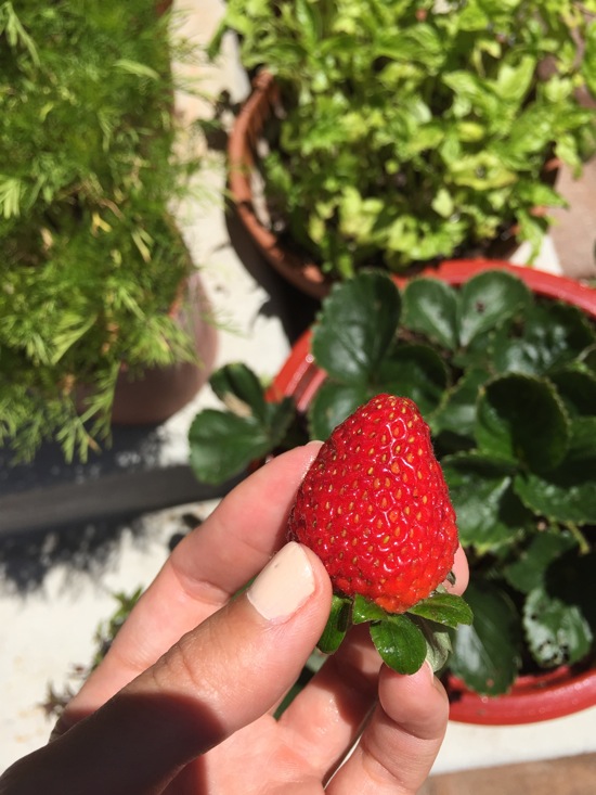 Strawberry time