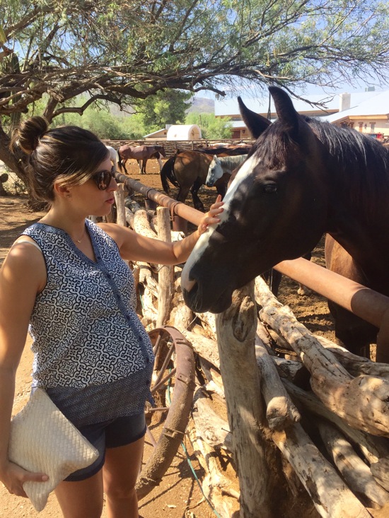 Petting the horse