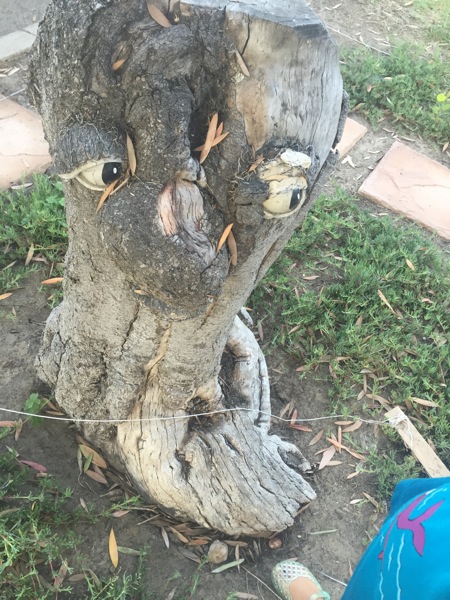 Tree face