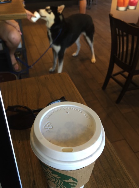 Husky drinking starbucks