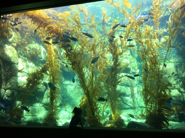 liv-and-aquarium.jpg