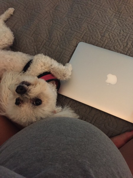 Blog dog