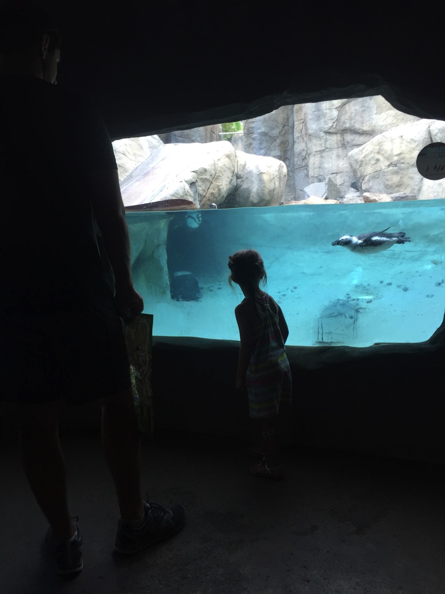 Penguin exhibit