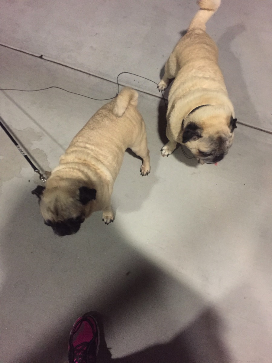 Pugs