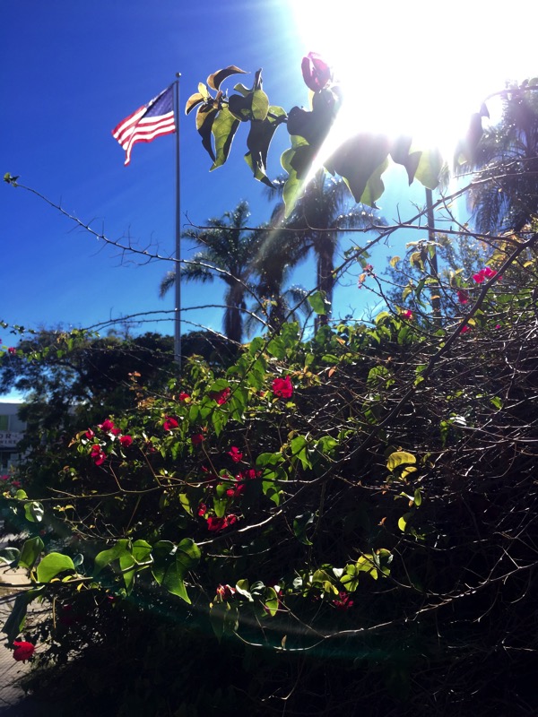 Flag and flowers