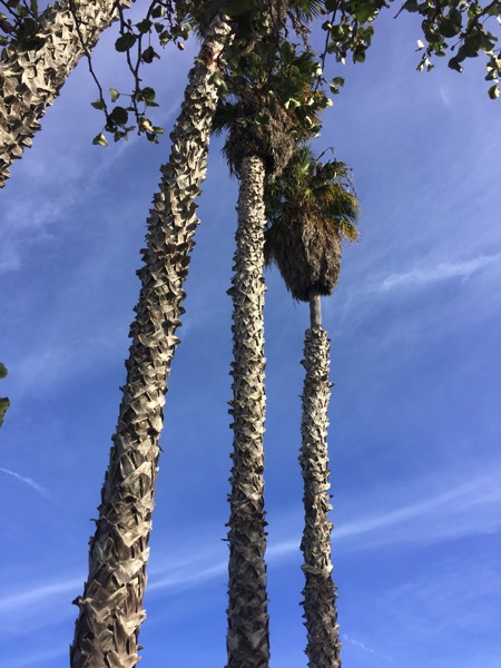 Palm tree