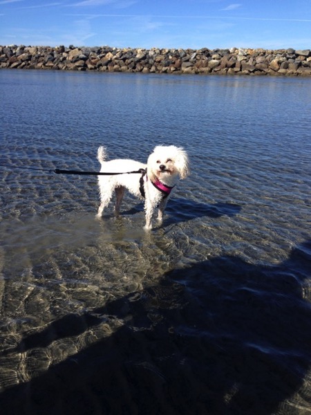 Bell at the dog beach