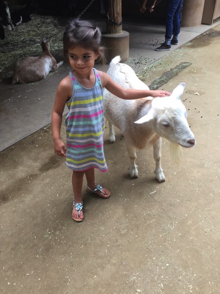 Livi and the goats
