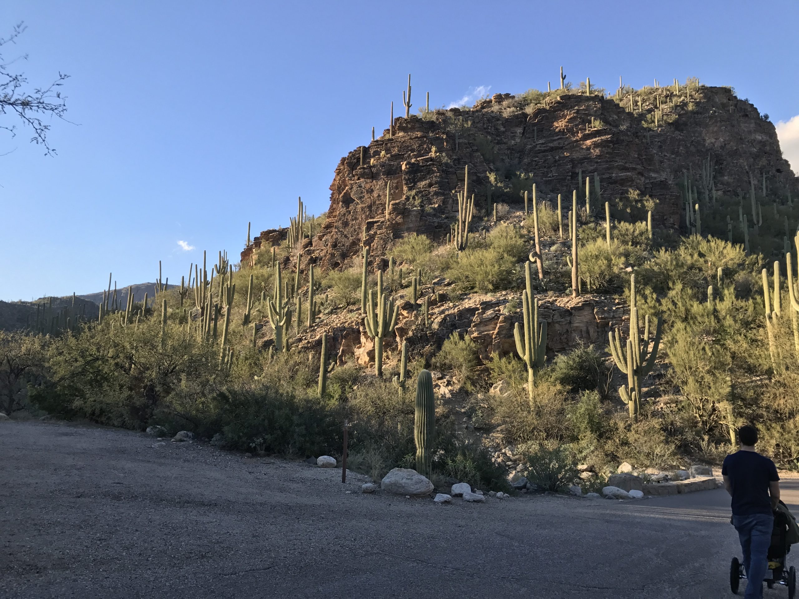 Sabino Canyon walk