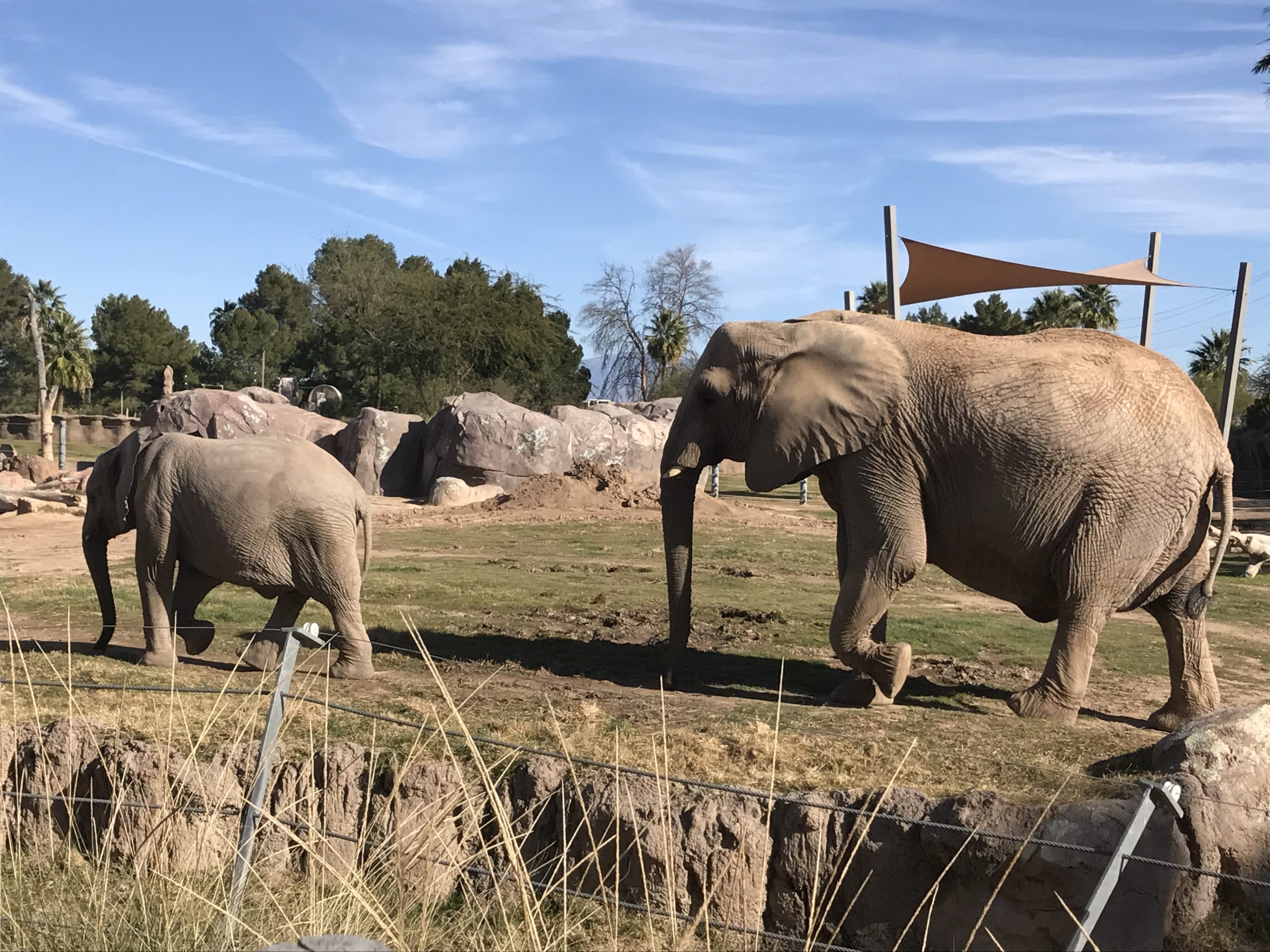 Mommy and baby elephants