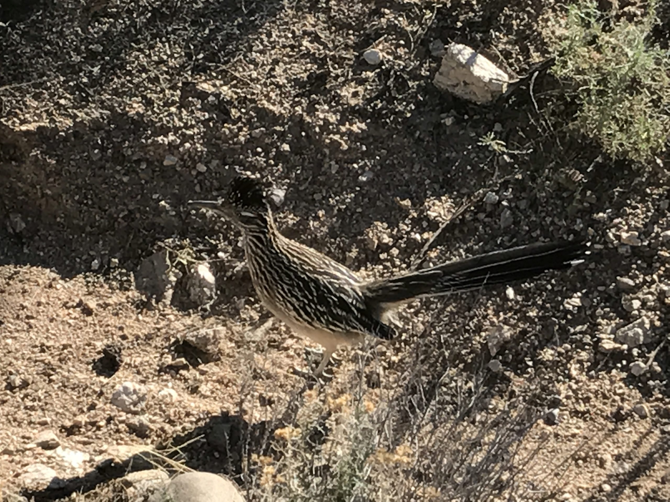 road runner