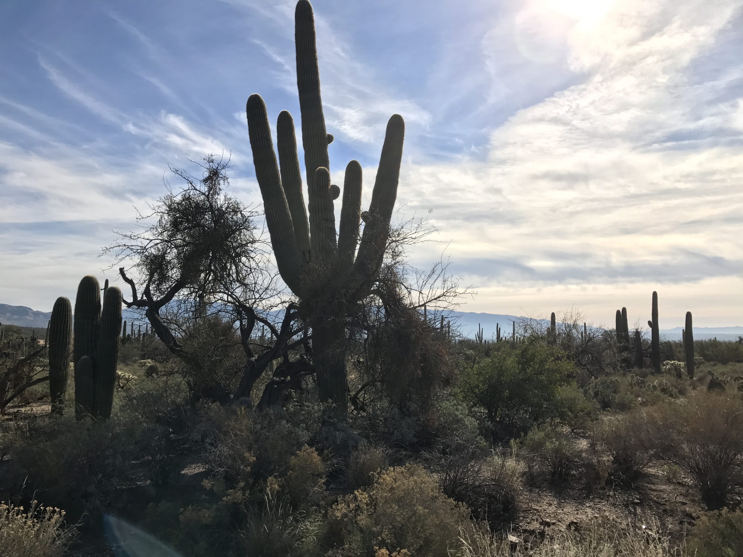 cactus