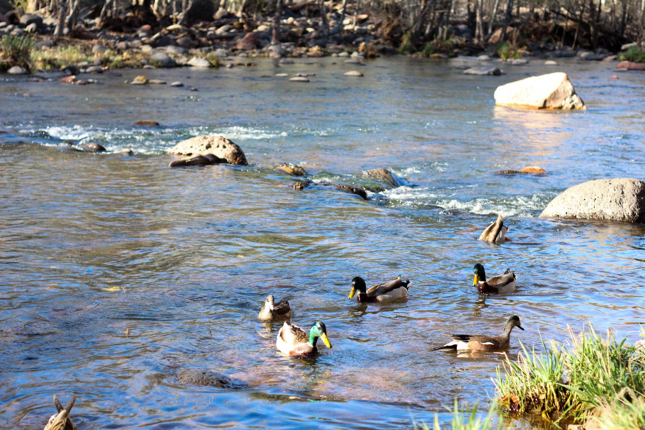 ducks in the creek