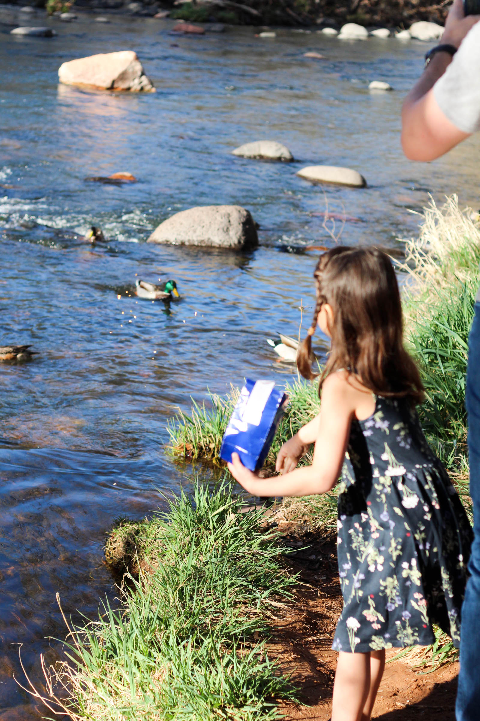 Liv feeding ducks