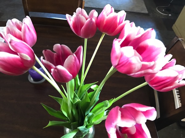 Tulips