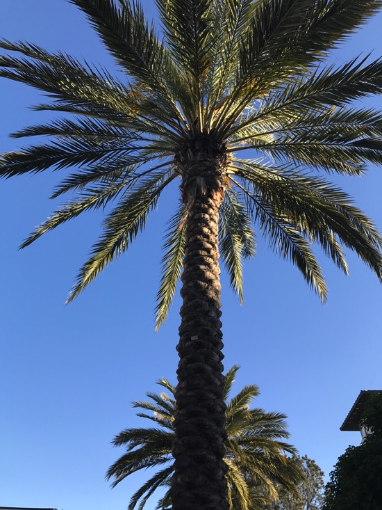 Palm tree