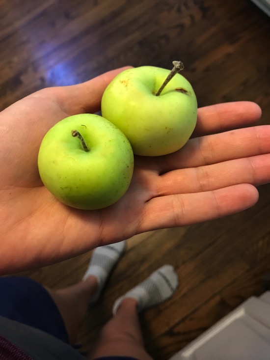 Baby apples