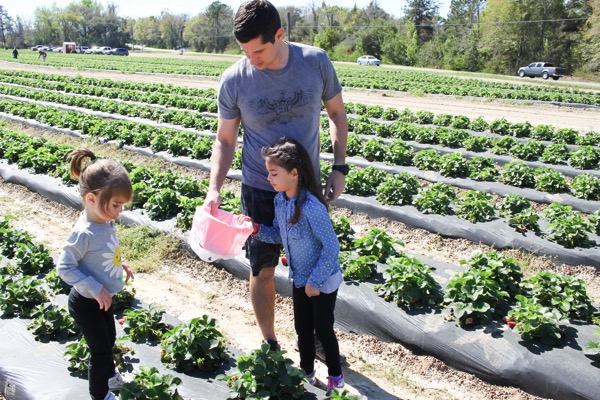 Picking strawberries