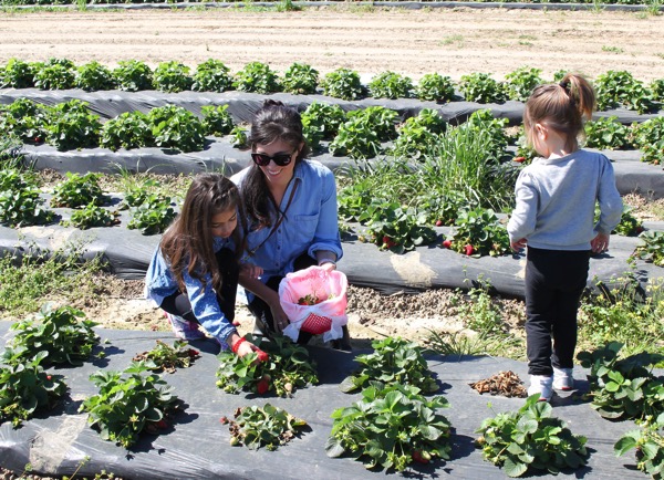 Picking strawberries