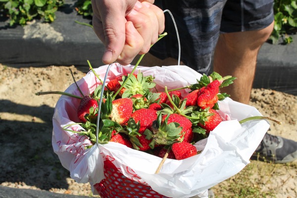 Picking strawberries