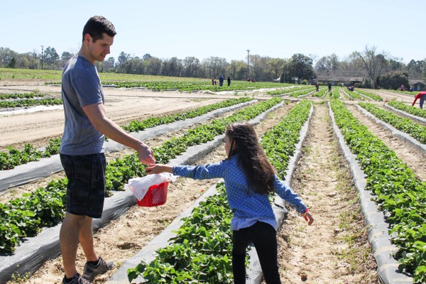 Picking strawberries