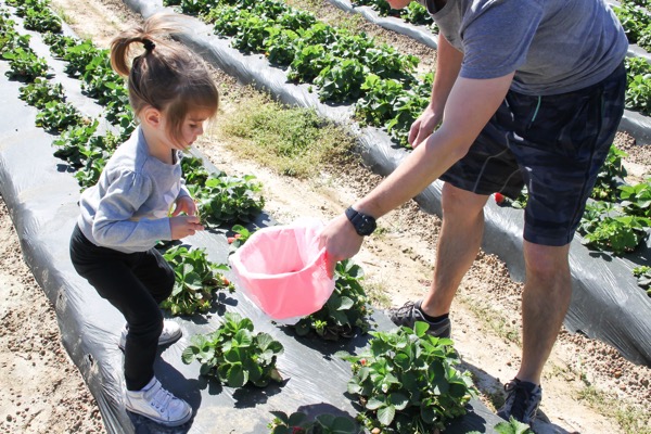 Picking strawberries