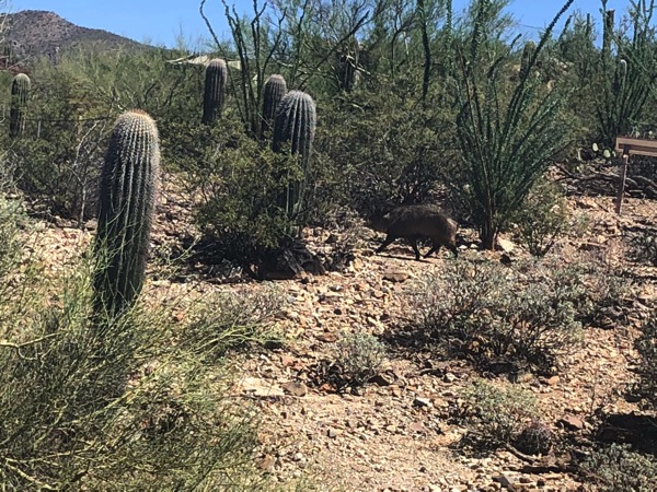 Desert museum