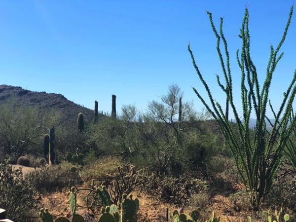 Desert museum2