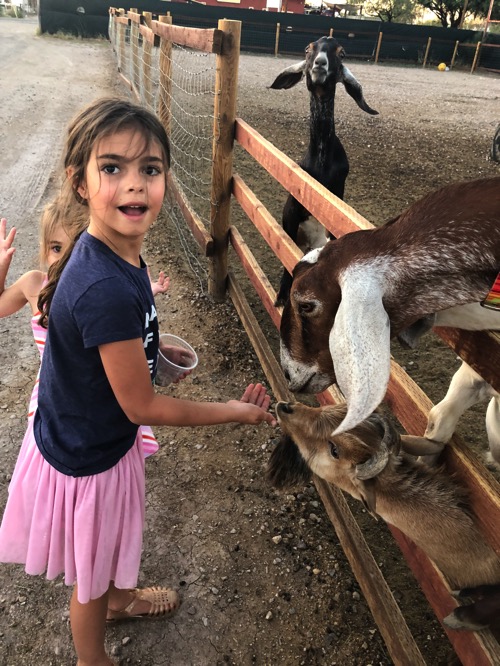 Feeding the goats