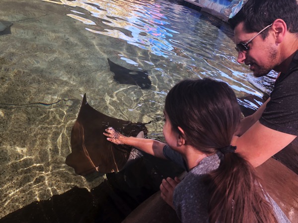 Petting the stingrays