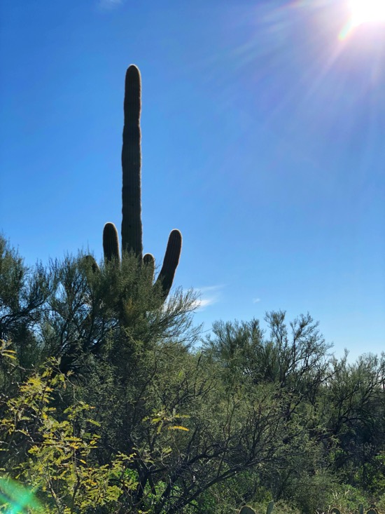 Sabino canyon